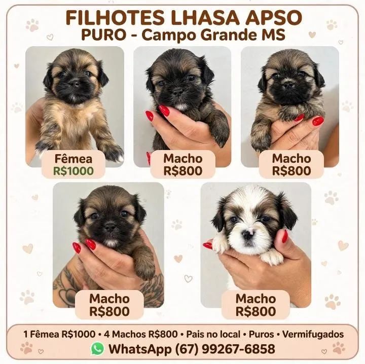 Lhasa apso Puro Filhotes 