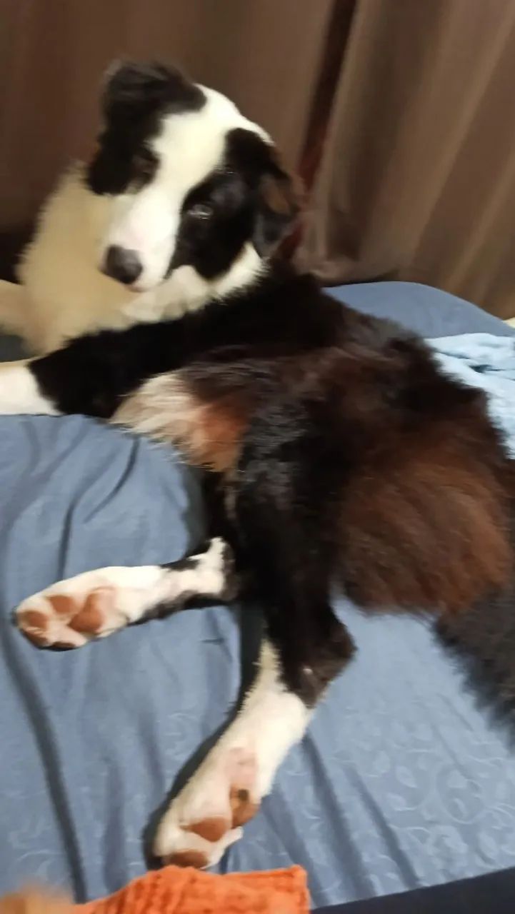 Vender cachorro  - Foto 3