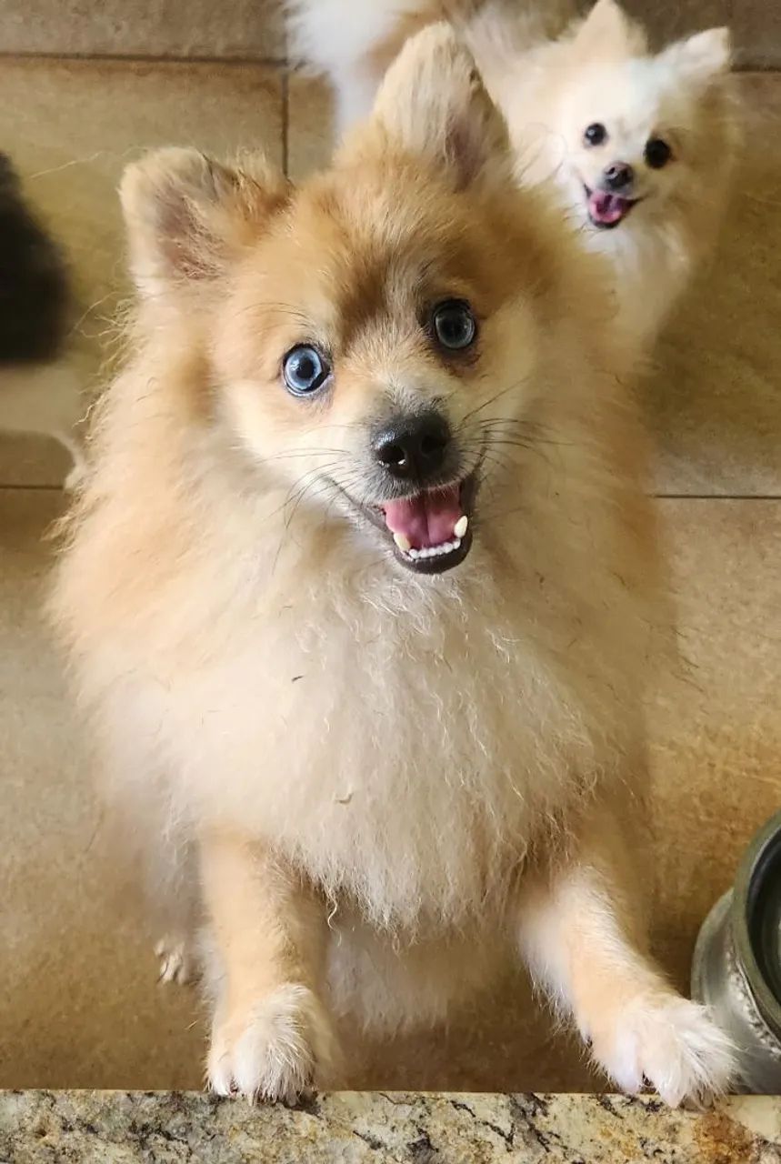 Spitz Alemão macho - Foto 4