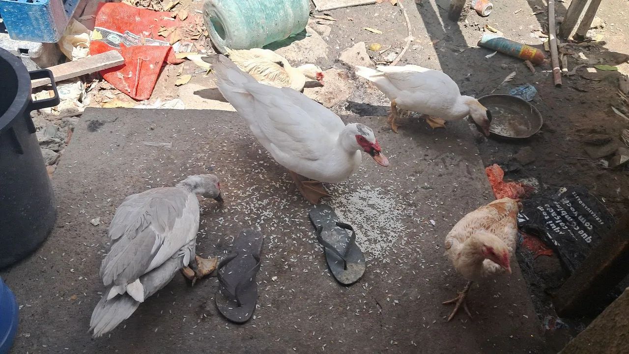 Patos e galinha $50 cada