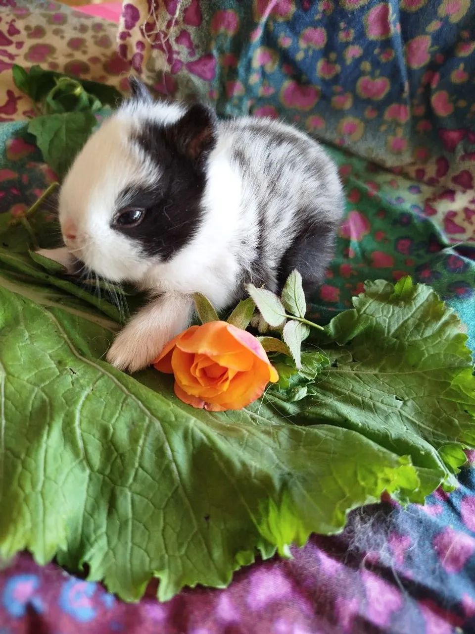 Mini coelhos  - Foto 3
