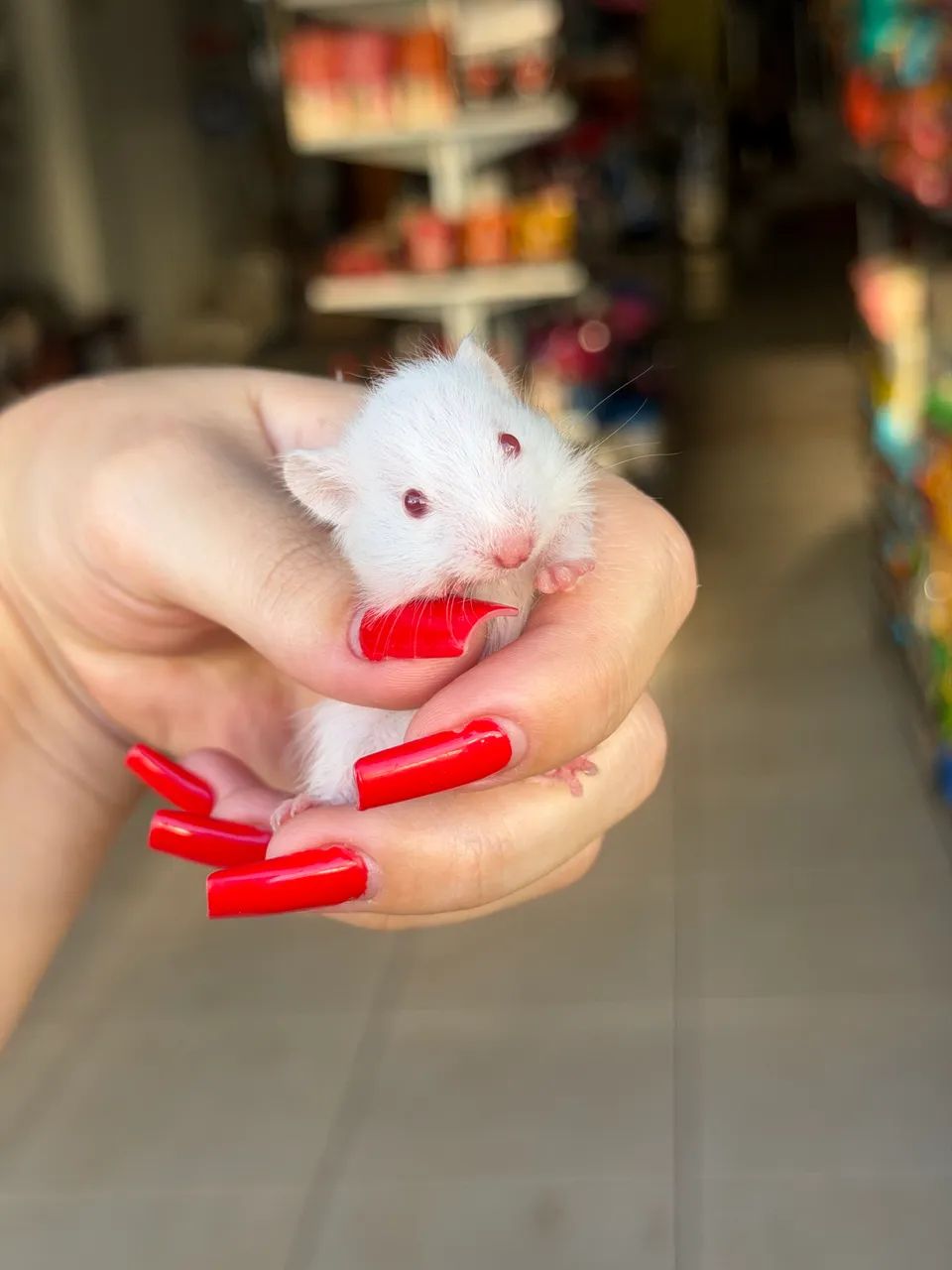 Hamster sírio de GRAÇA na compra do kit completo  - Foto 3