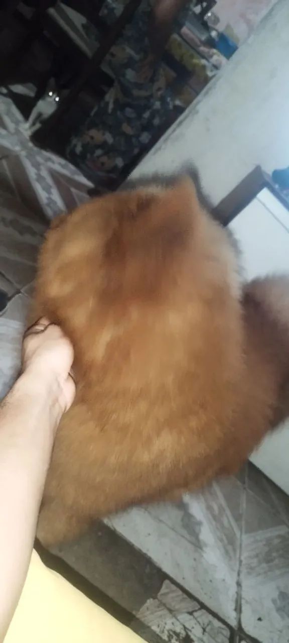 Vendo Chow Chow  - Foto 5