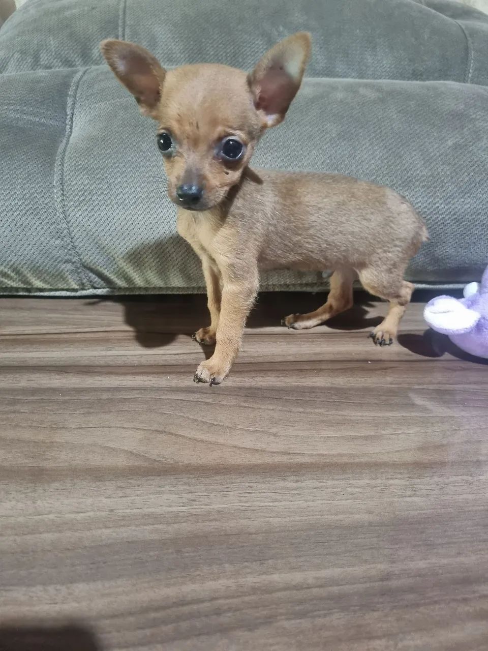 PINCHER OOO  - Foto 2