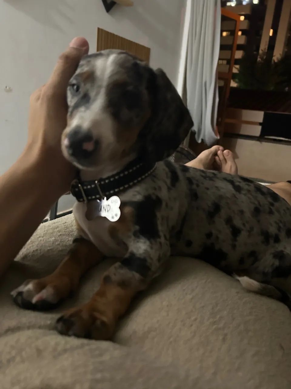 Vendo Salsichinha mofado 2.500 - Foto 4