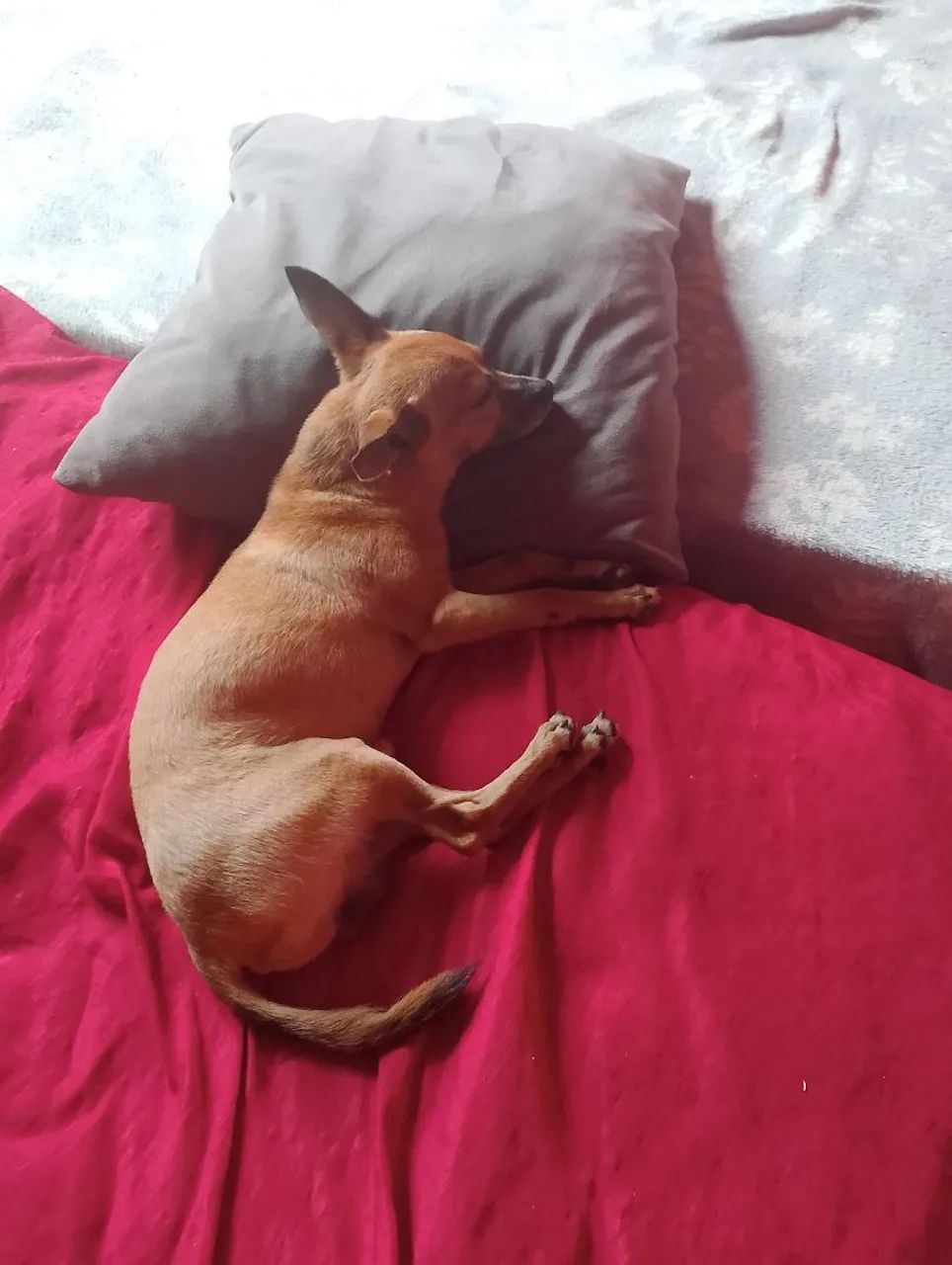 Procuro namorada da raça pinsher  - Foto 3