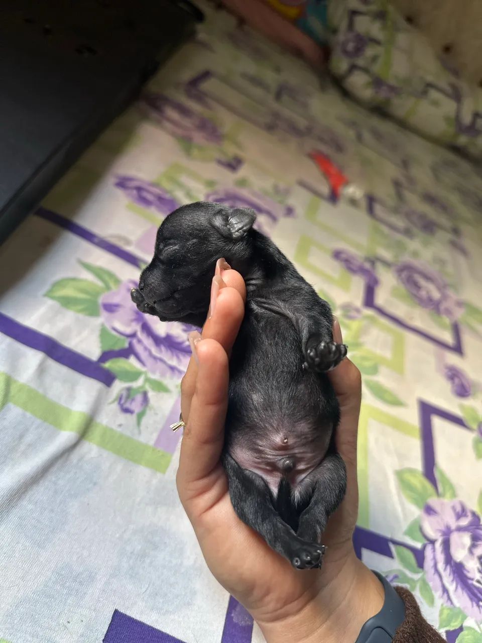 Filhote de Pinscher 1 - Foto 2