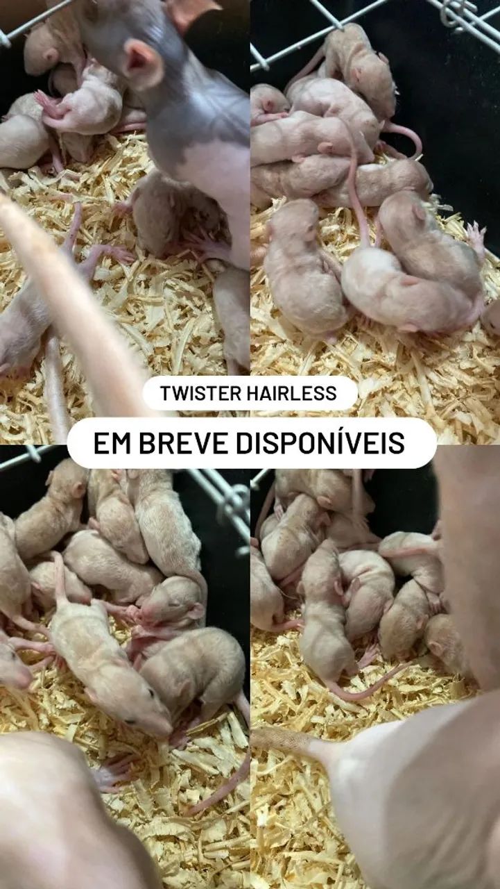 Twister hairless 
