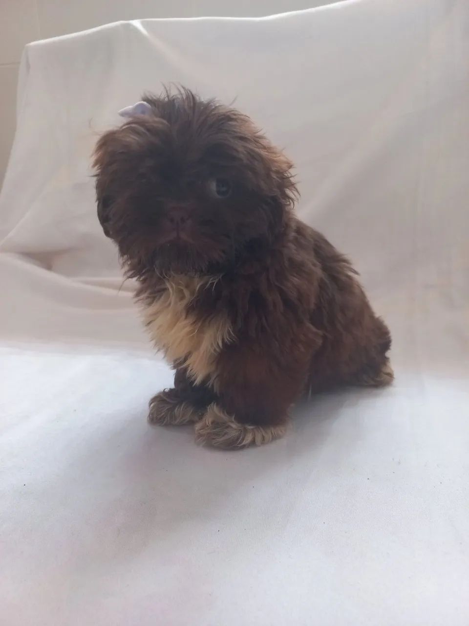 Shitzu mini - Foto 4
