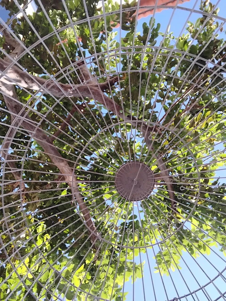 Viveiro/ gaiola.65093396965251124