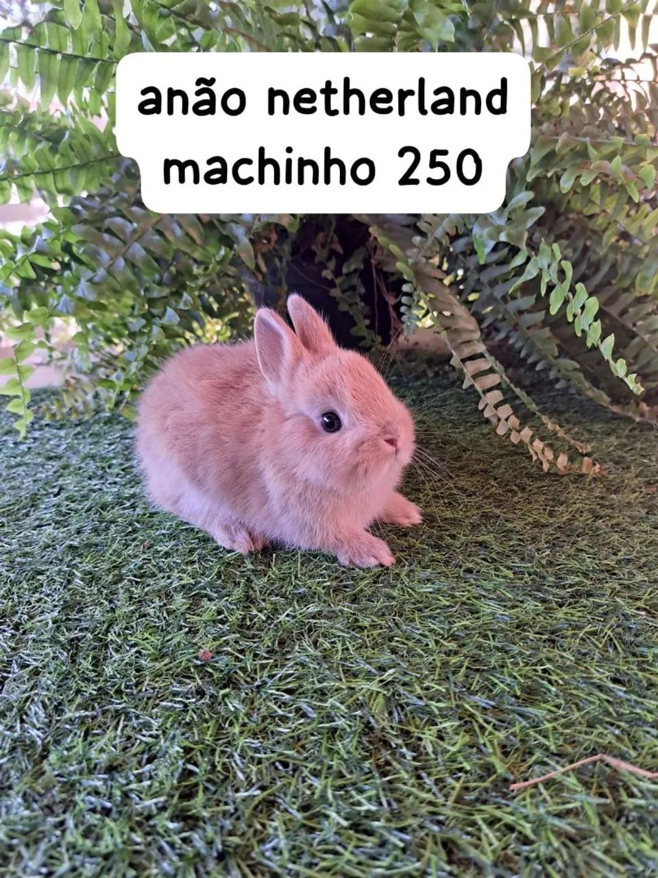 mini coelhos Fazenda Rio Grande  - Foto 5