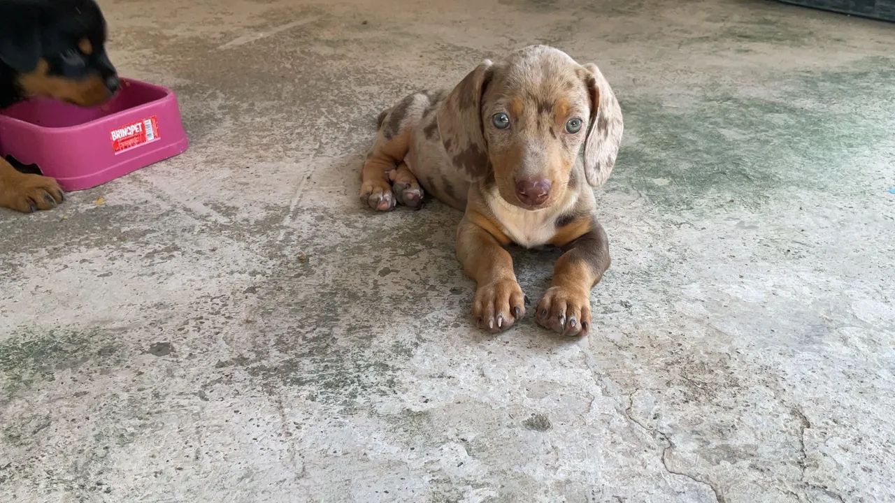 Dachshund Chocolate Merle  - Foto 5