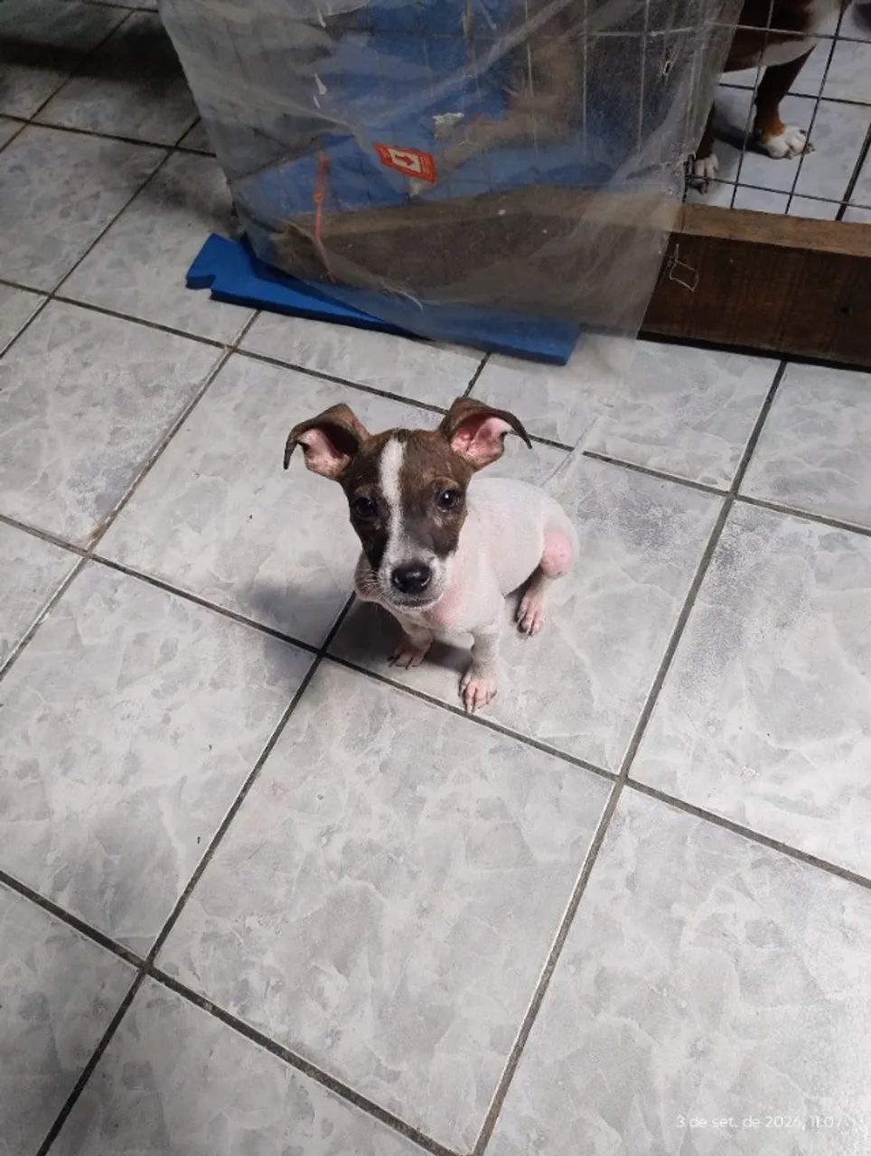 Doação de cachorro  - Foto 2