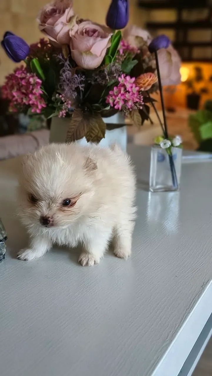 Spitz alemão  - Foto 3