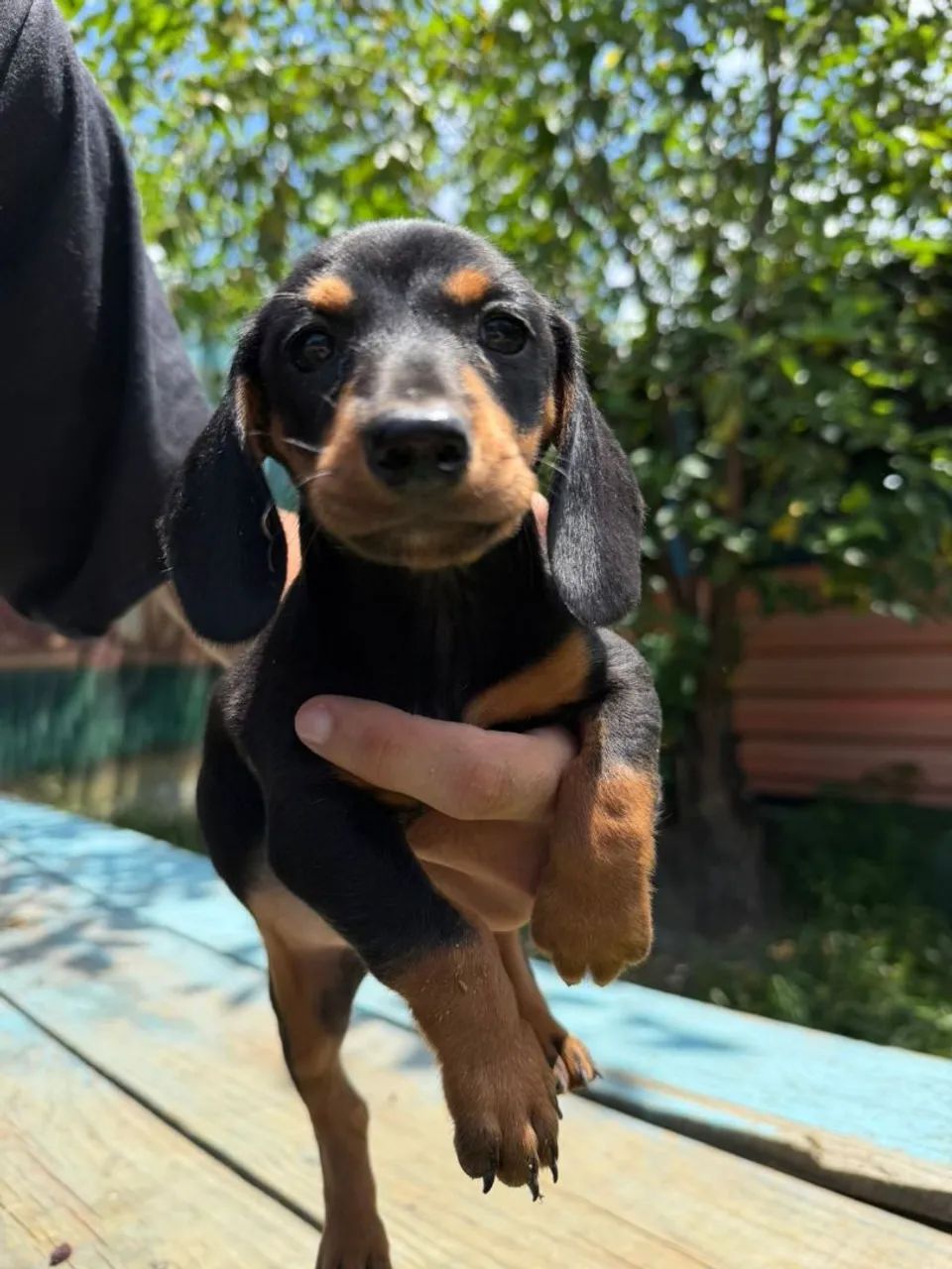 Basset  - Foto 2