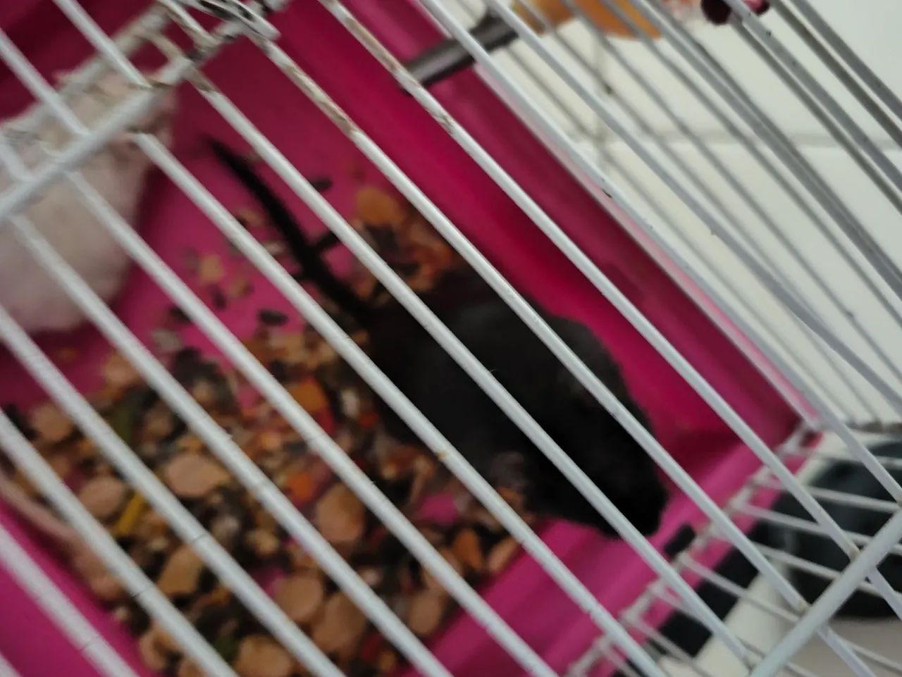 Doa se esquilos da Mongólia  - Foto 2