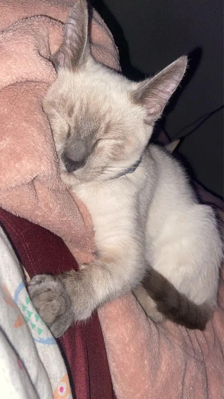 DOAÇÃO GATINHOS