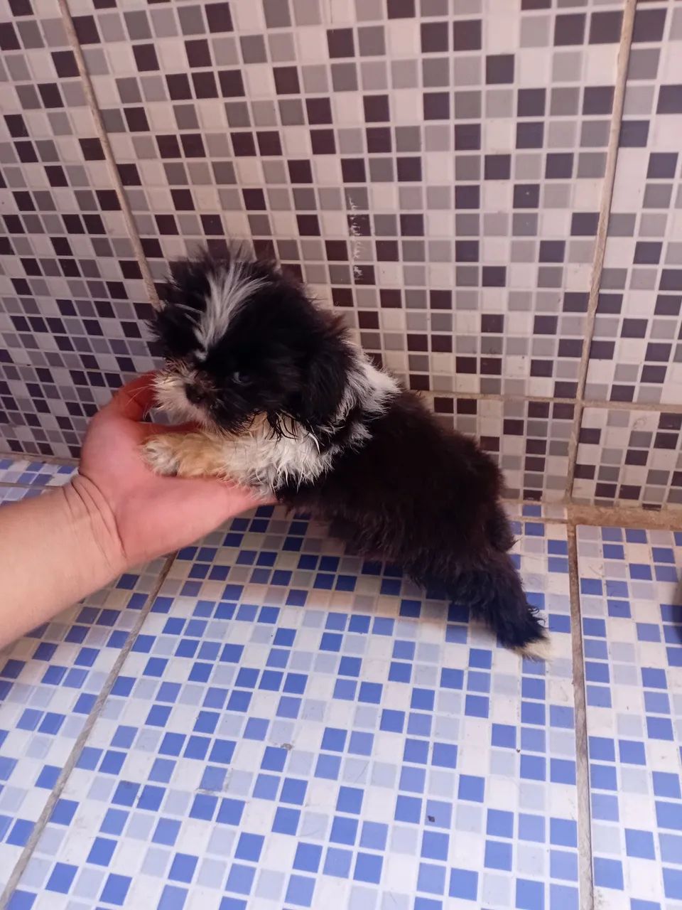 Shih Tzu  mini - Foto 2