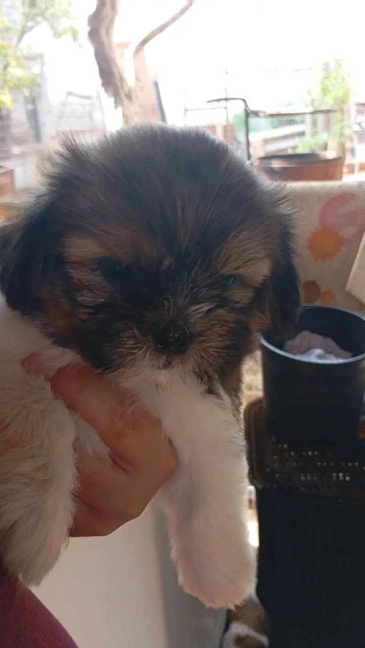 Cachorro 