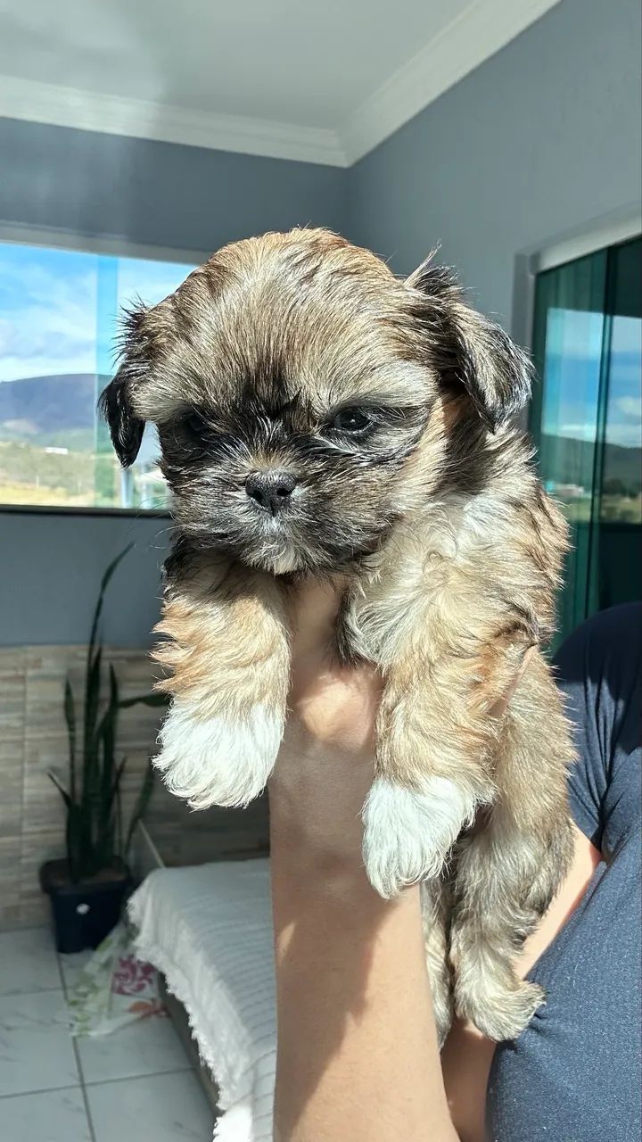 Animais - Foto 2