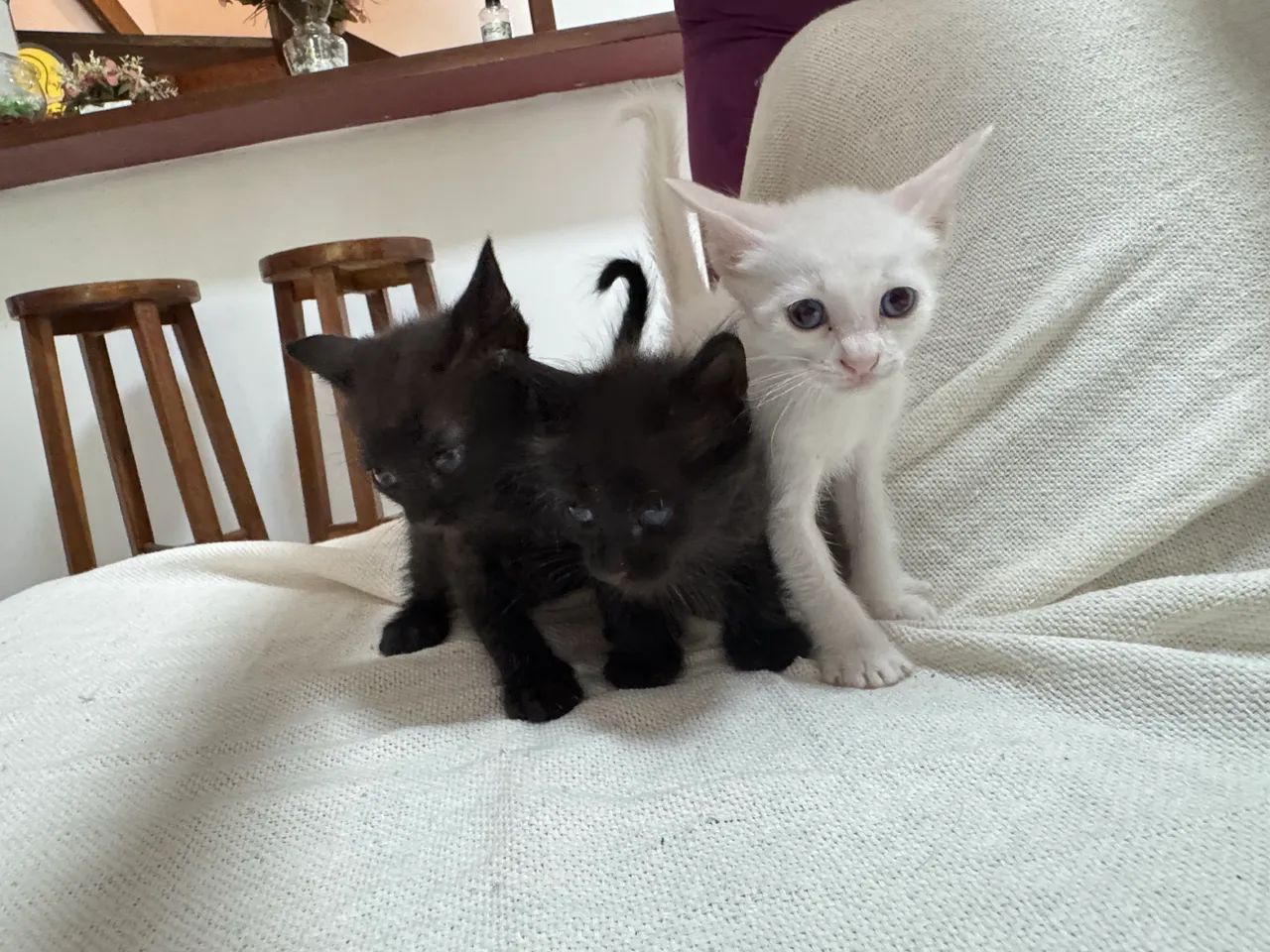 Gatinhos Filhotes para ADOÇÃO - Foto 6