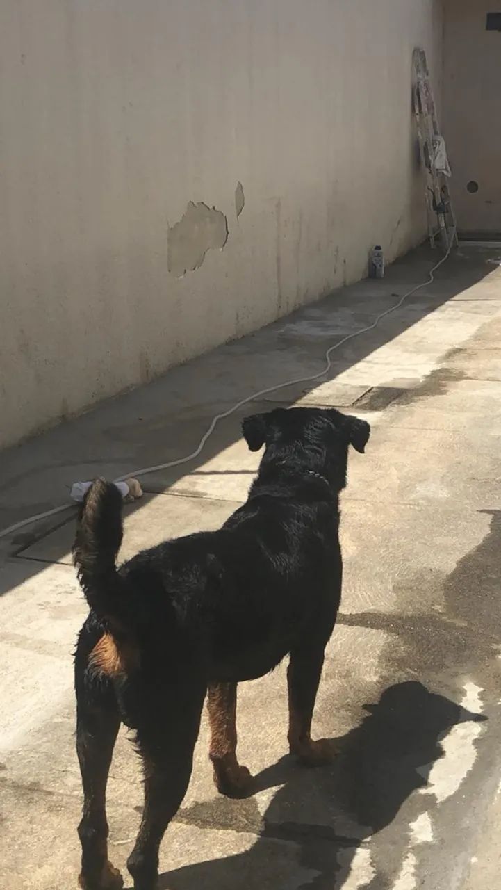 Doação de Rottweiler - Foto 4