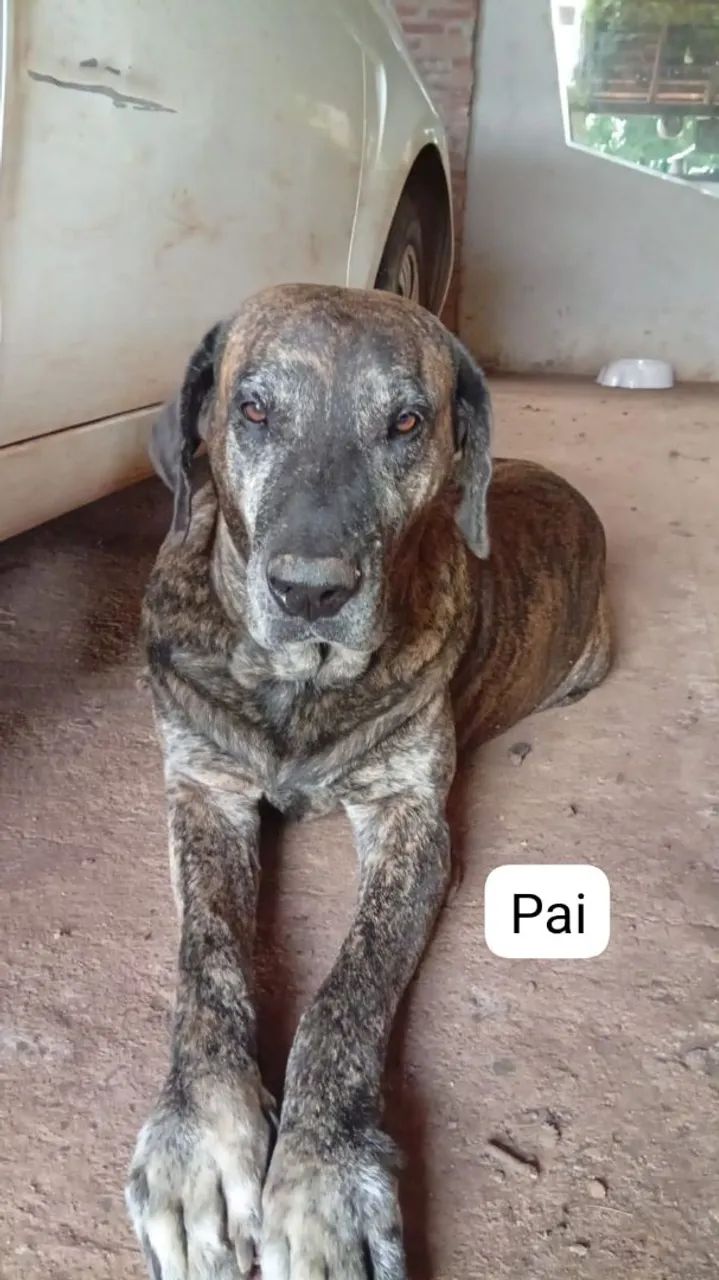 Fila Brasileiro  - Foto 2