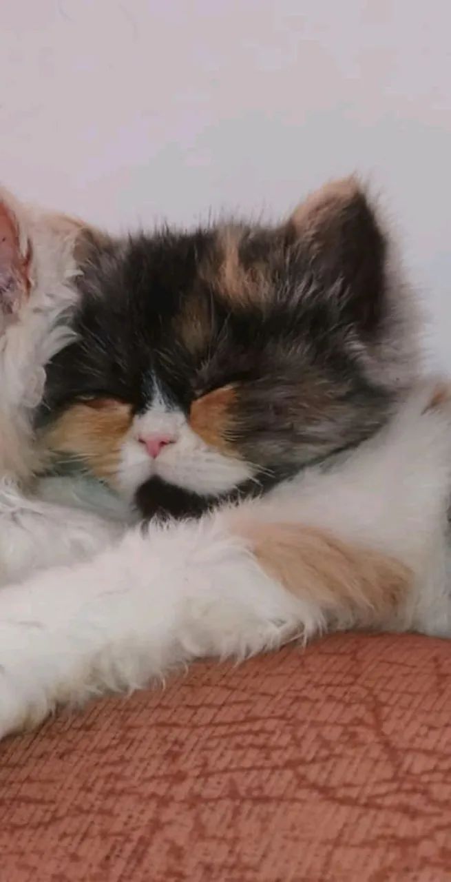 Gato  - Foto 2