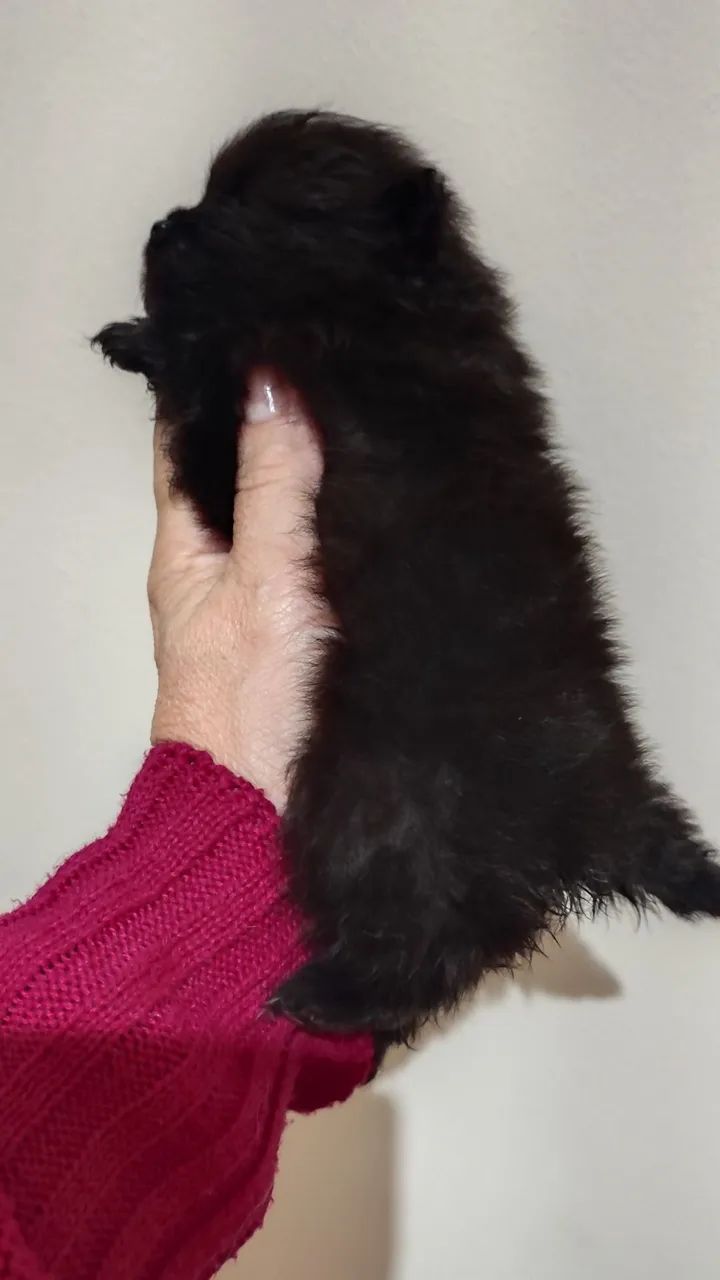 Vendo Lulu da Pomerânia  - Foto 3