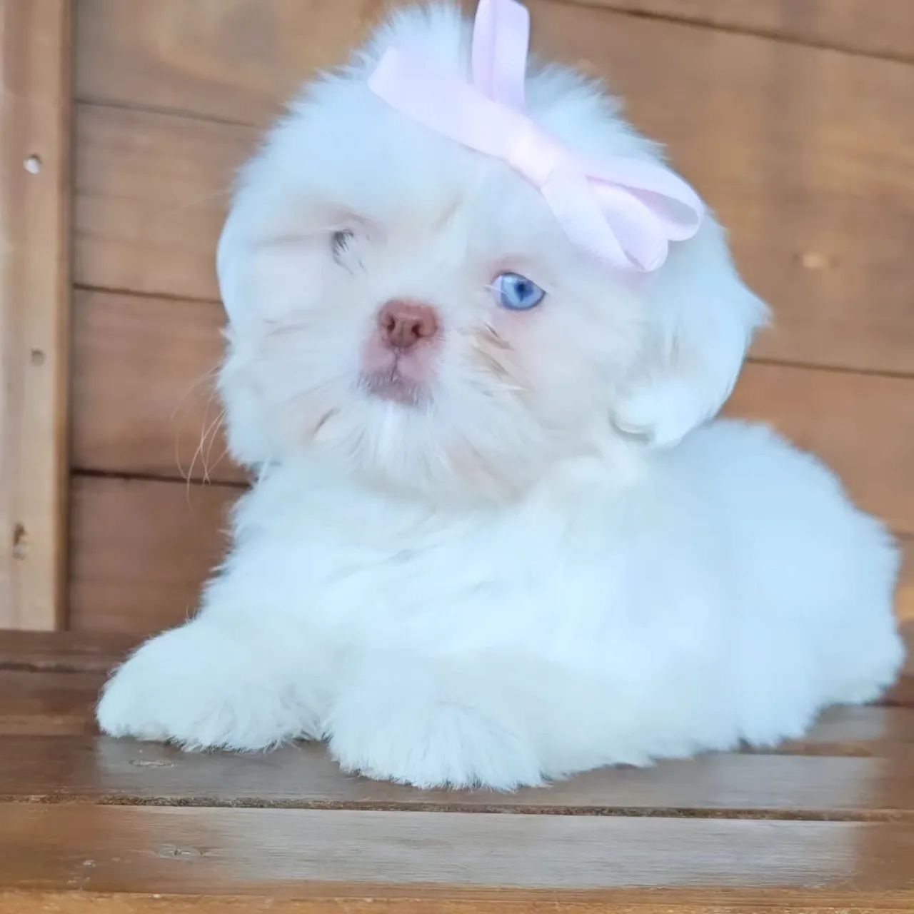 Shihtzu  - Foto 2