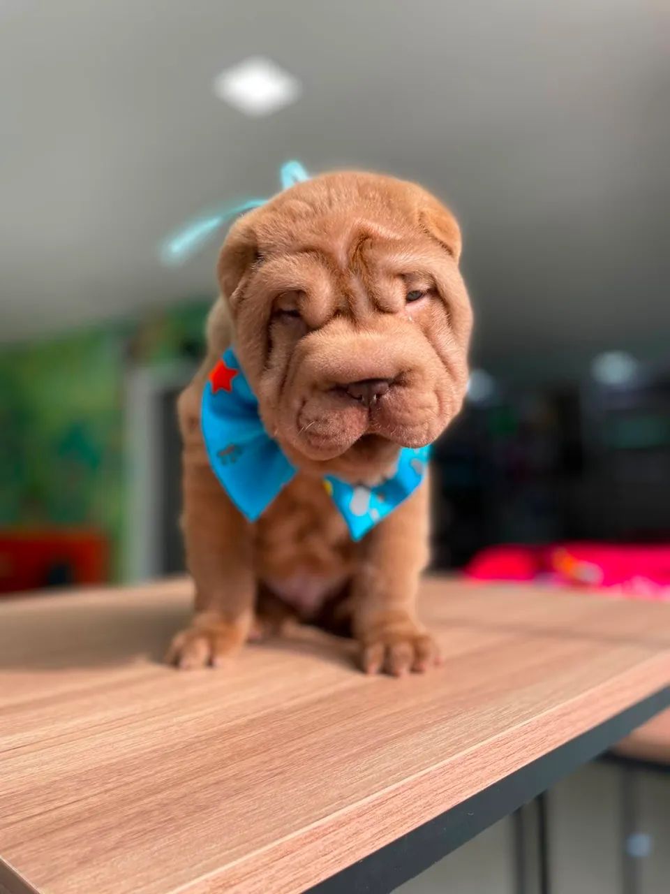 Shar pei  - Foto 2