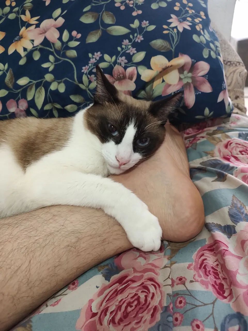 Doação responsável de Gato Snowshow