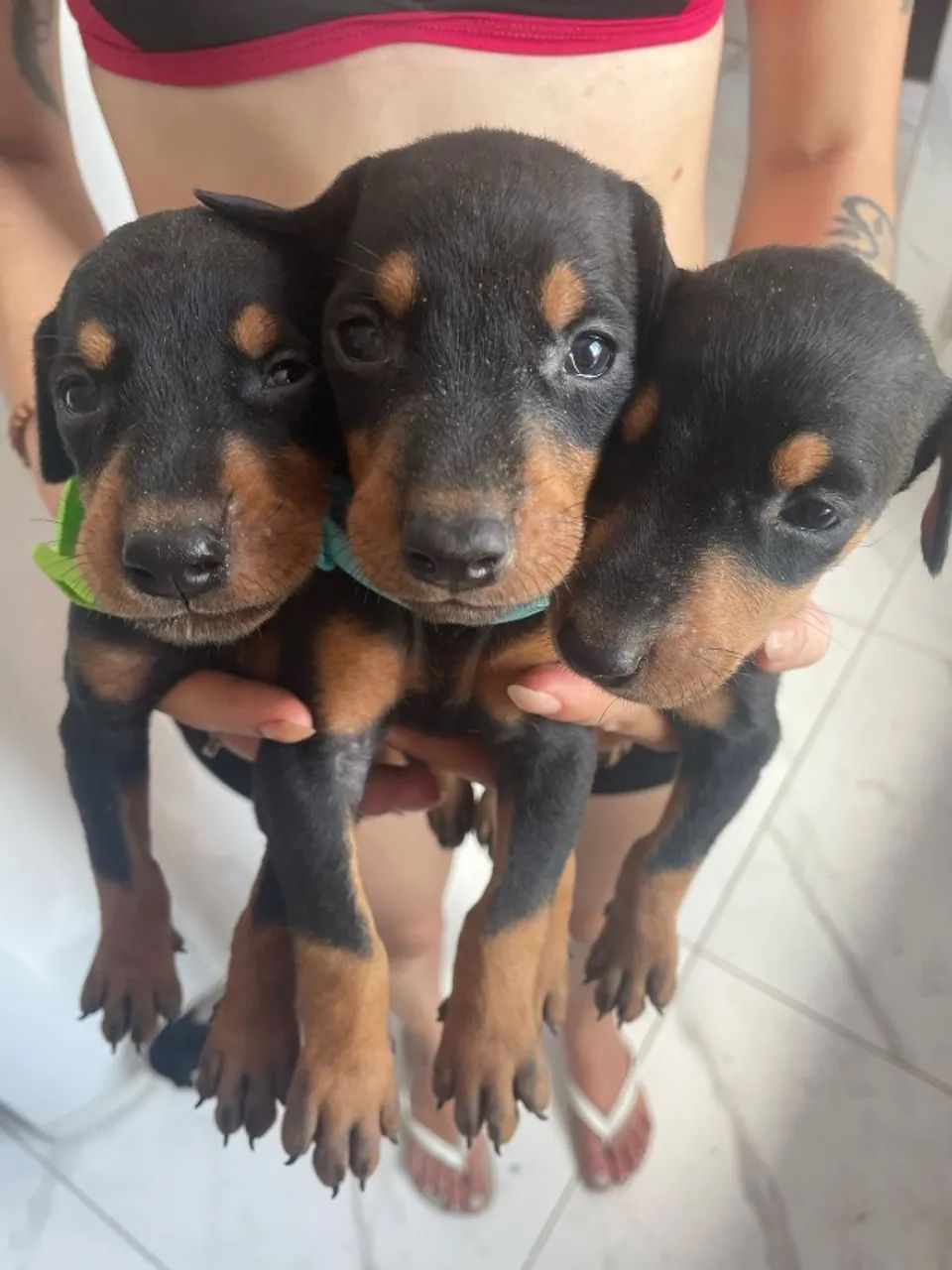 Doberman  - Foto 3