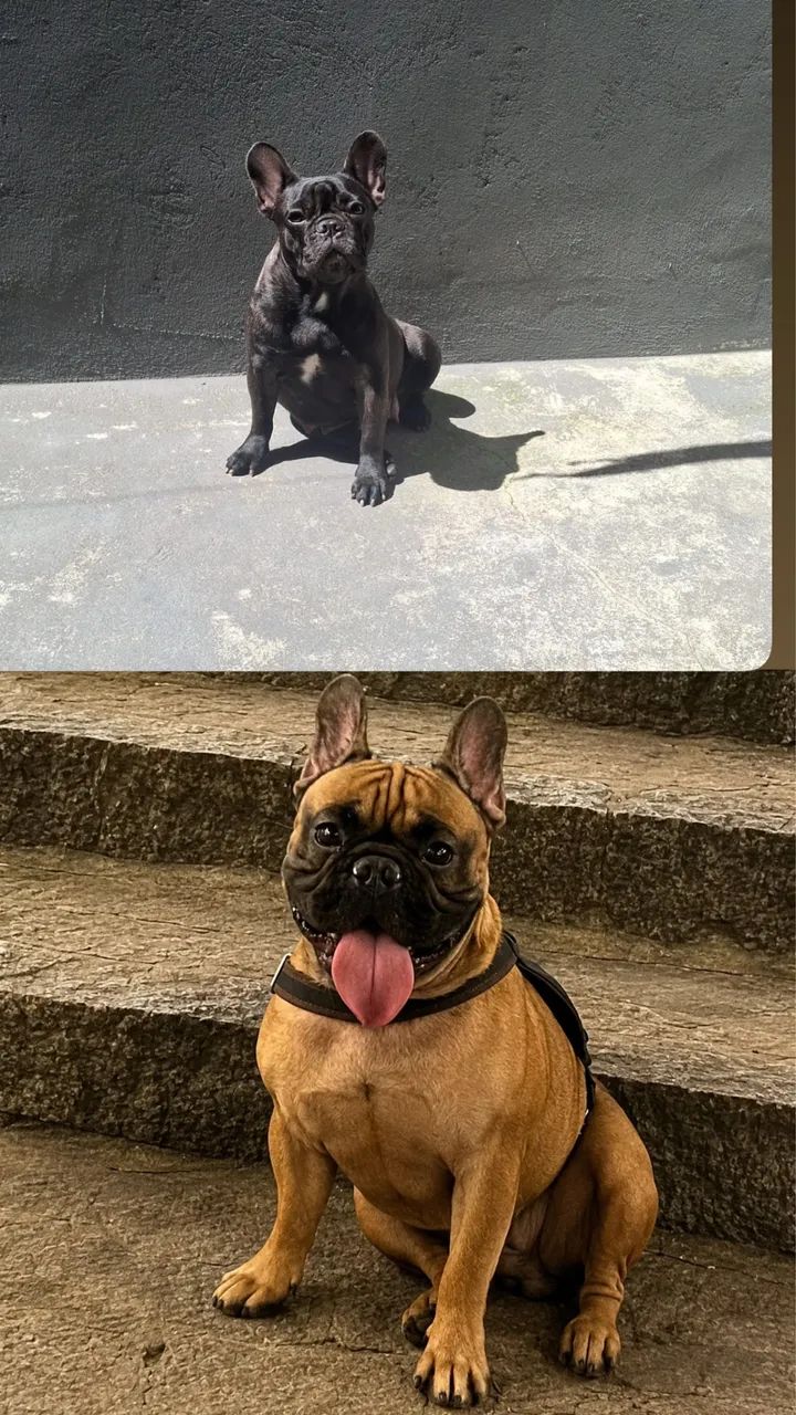 Pet - Foto 5