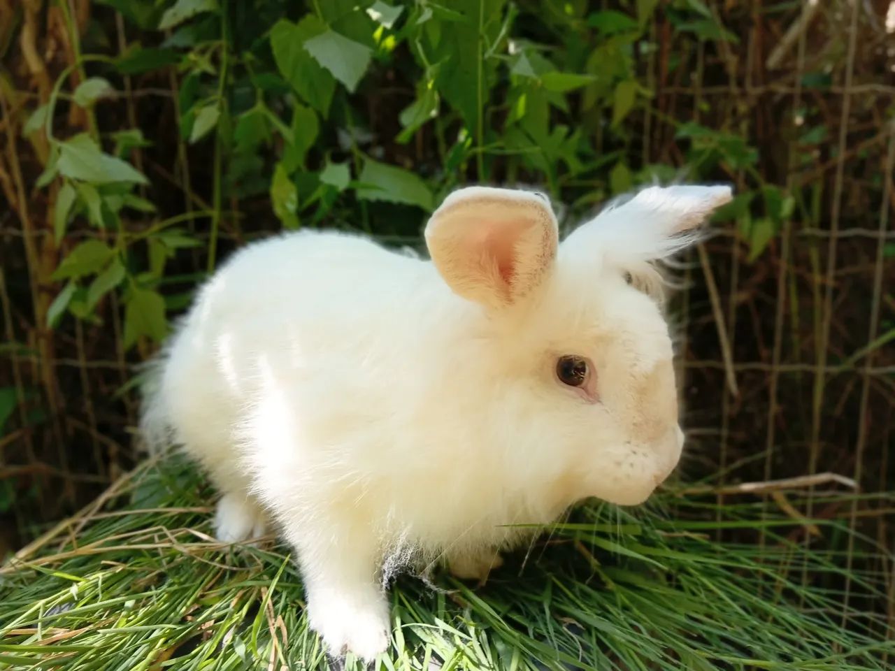 Mini coelho - Foto 2