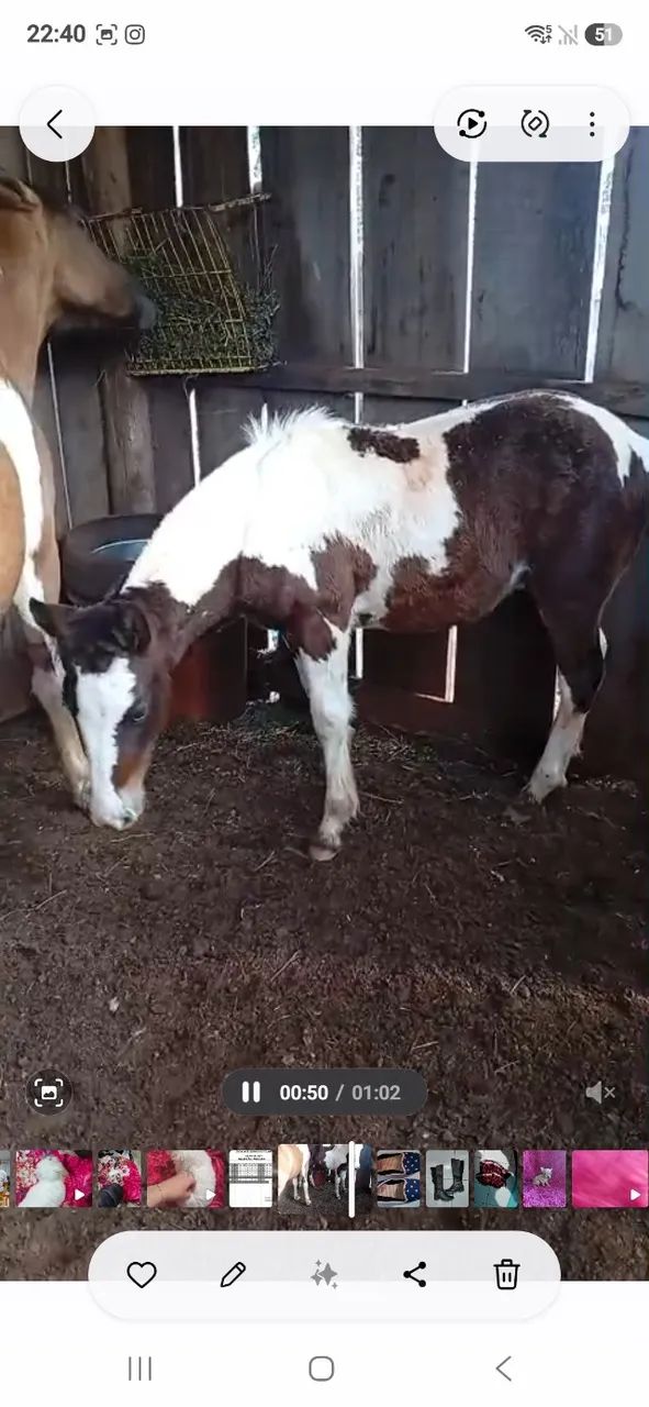 Cavalo crioulo - Foto 6