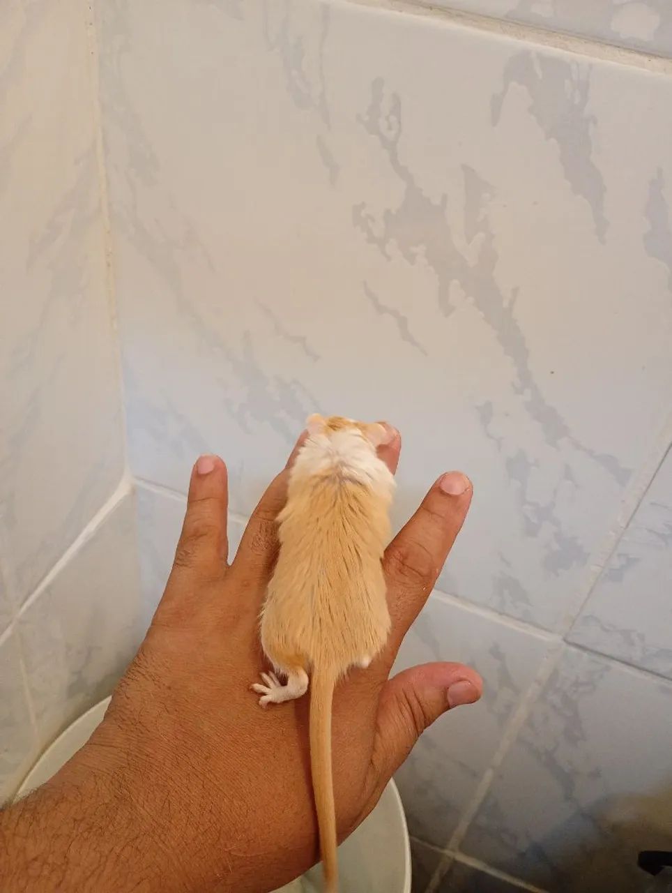 Vendo casal de gerbius  - Foto 3