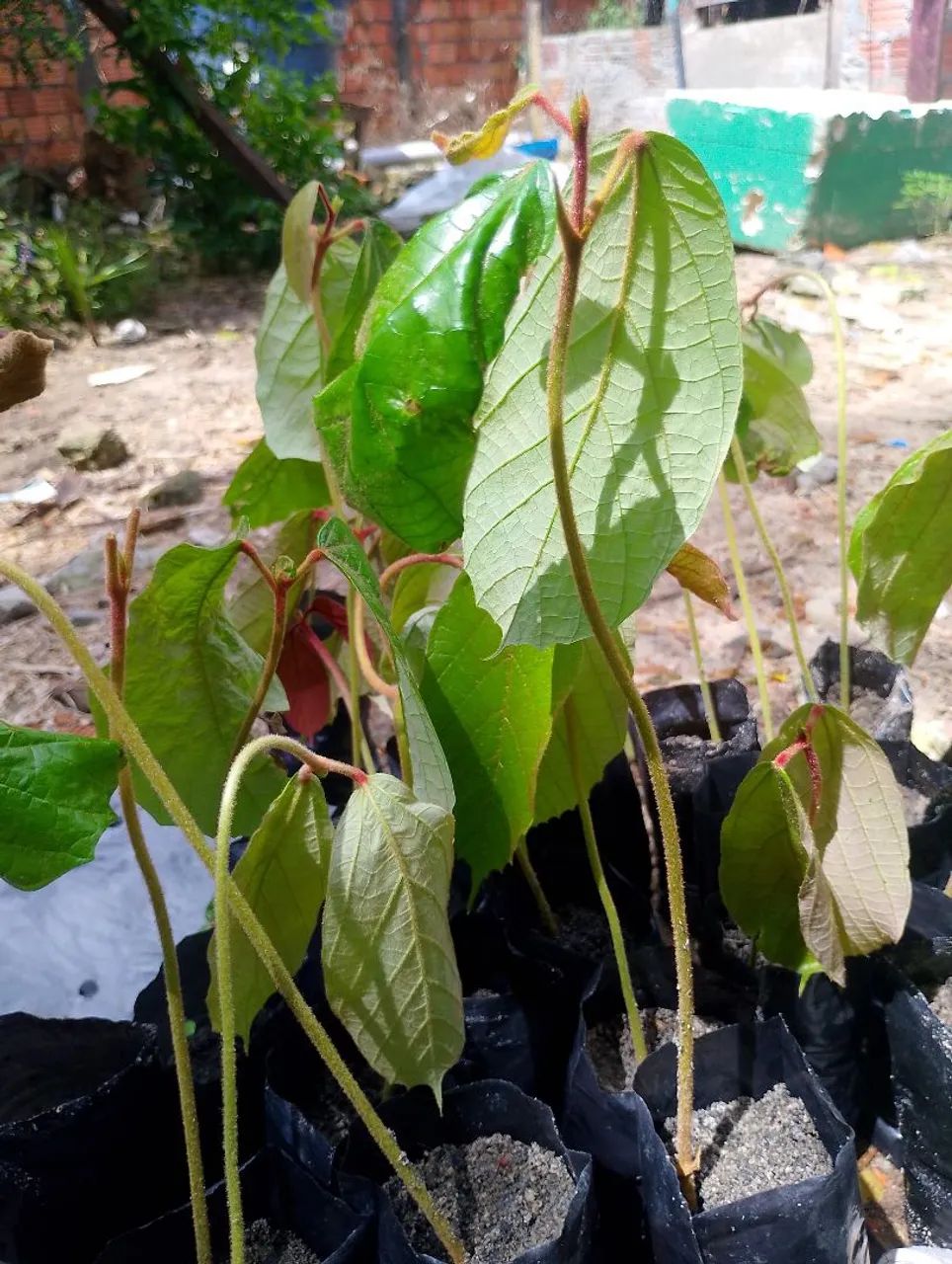 5 mudas de cupuaçu por R$20,00 - Foto 3