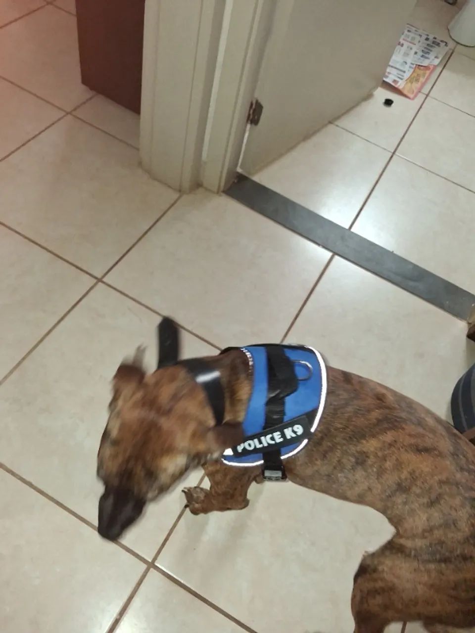 Doação de pet  - Foto 3