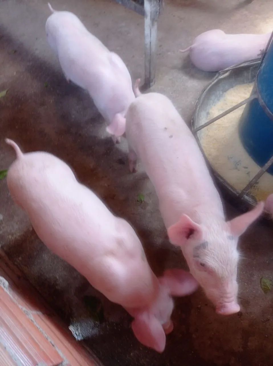 Lote de Leitão pra venda  - Foto 4