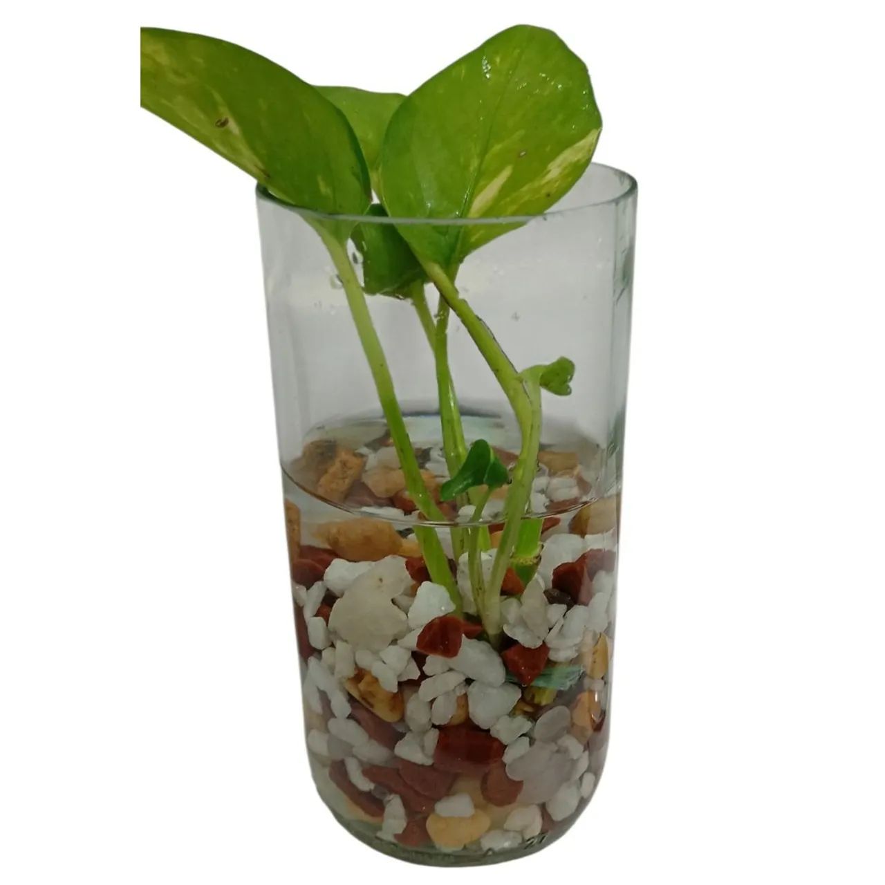 Vaso Eco Raio de Luz - Foto 3