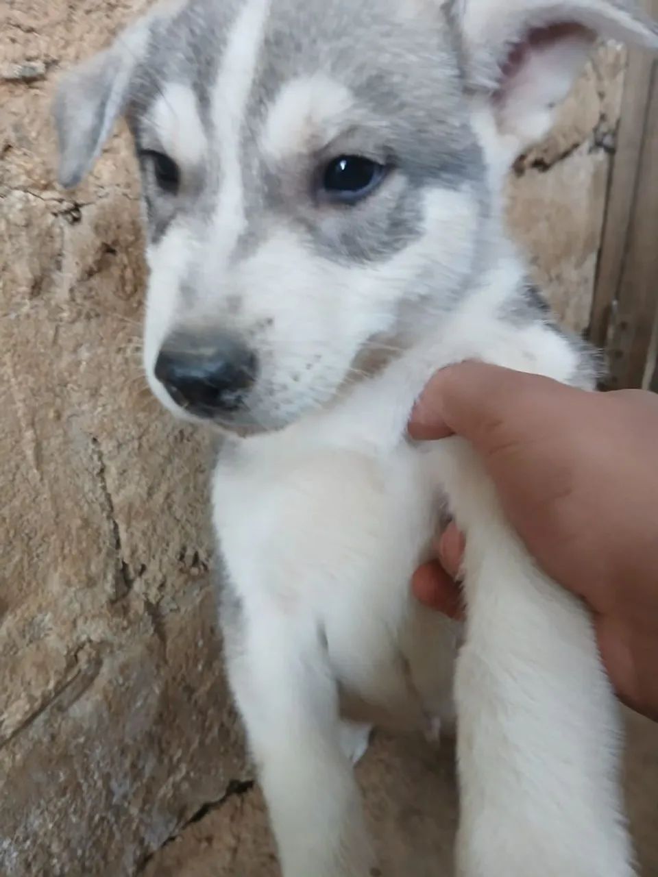 Cachorro  - Foto 2