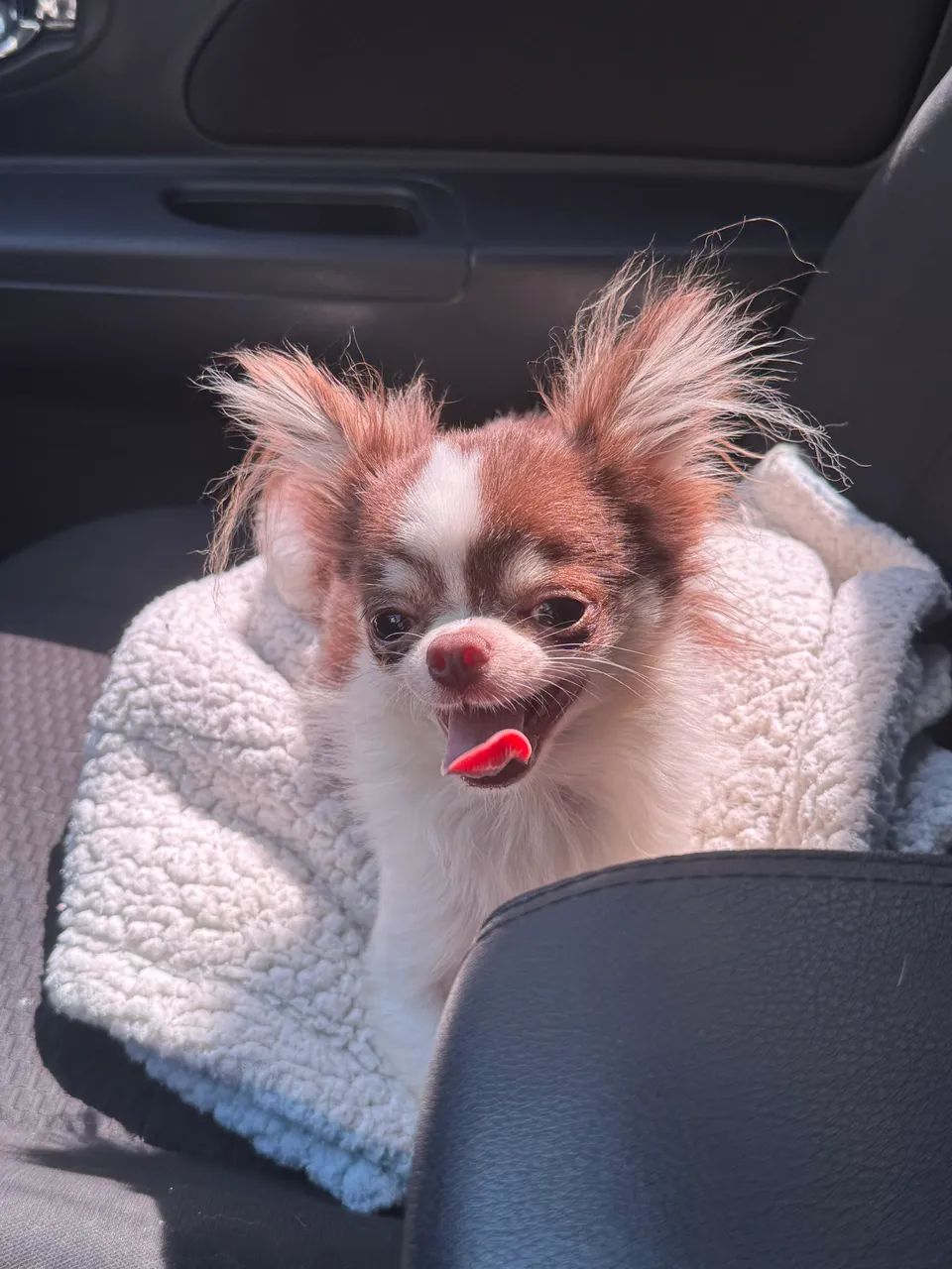 Chihuahua macho chocolate pelo longo com 1 ano para companhia - Foto 4