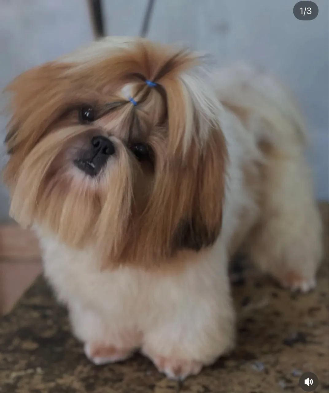 Shihtzu fêmea  - Foto 4