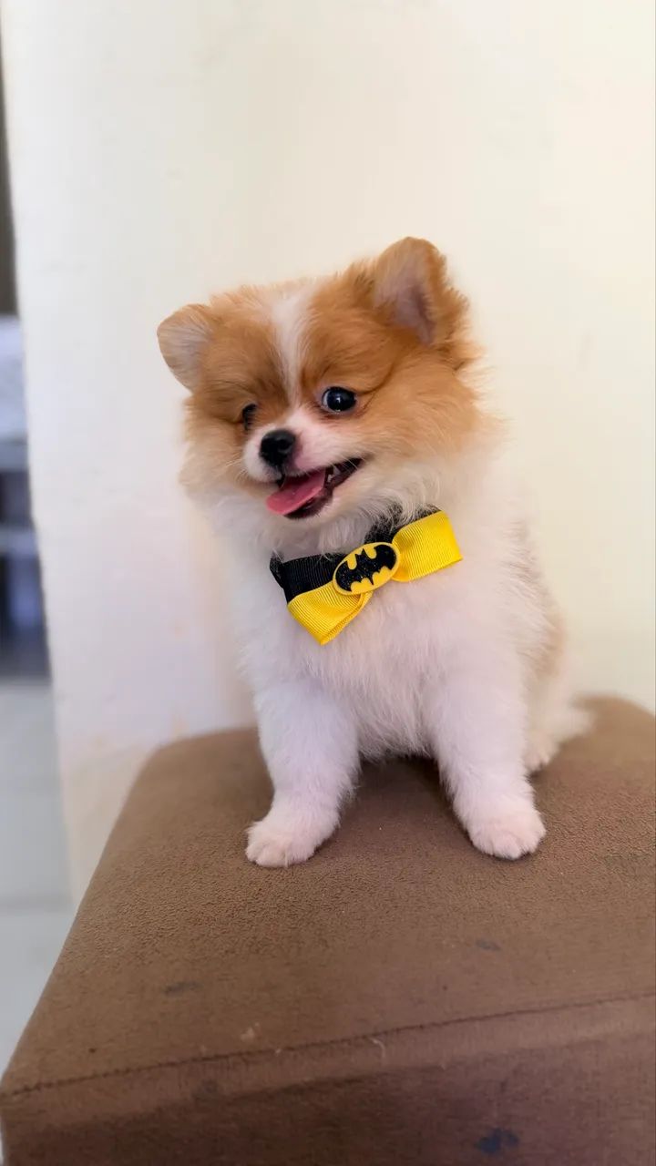 Spitz alemão 