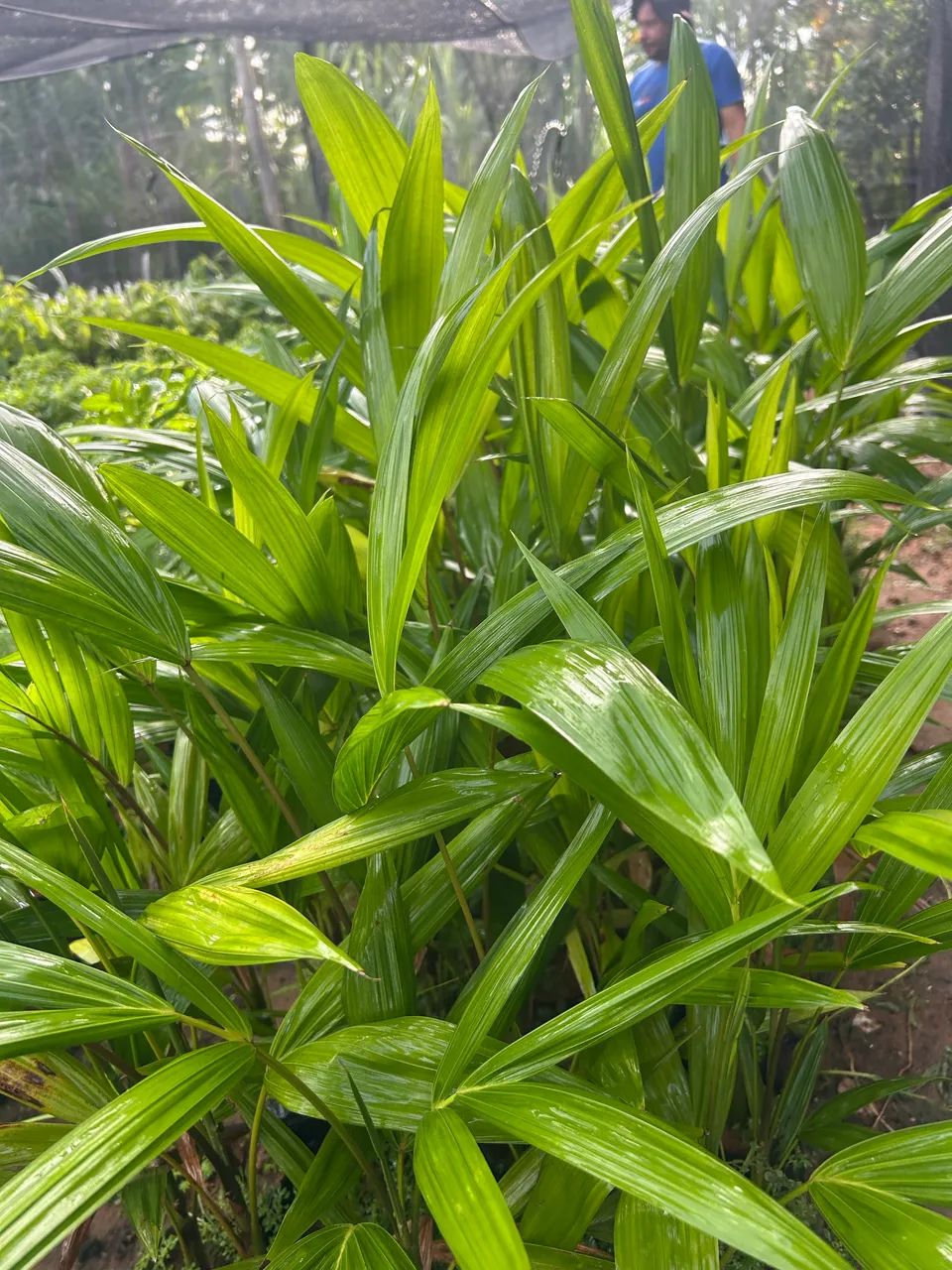 Mudas frutíferas  - Foto 3