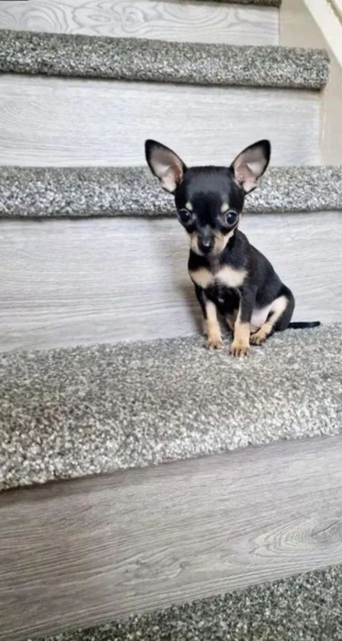 Pinscher zero