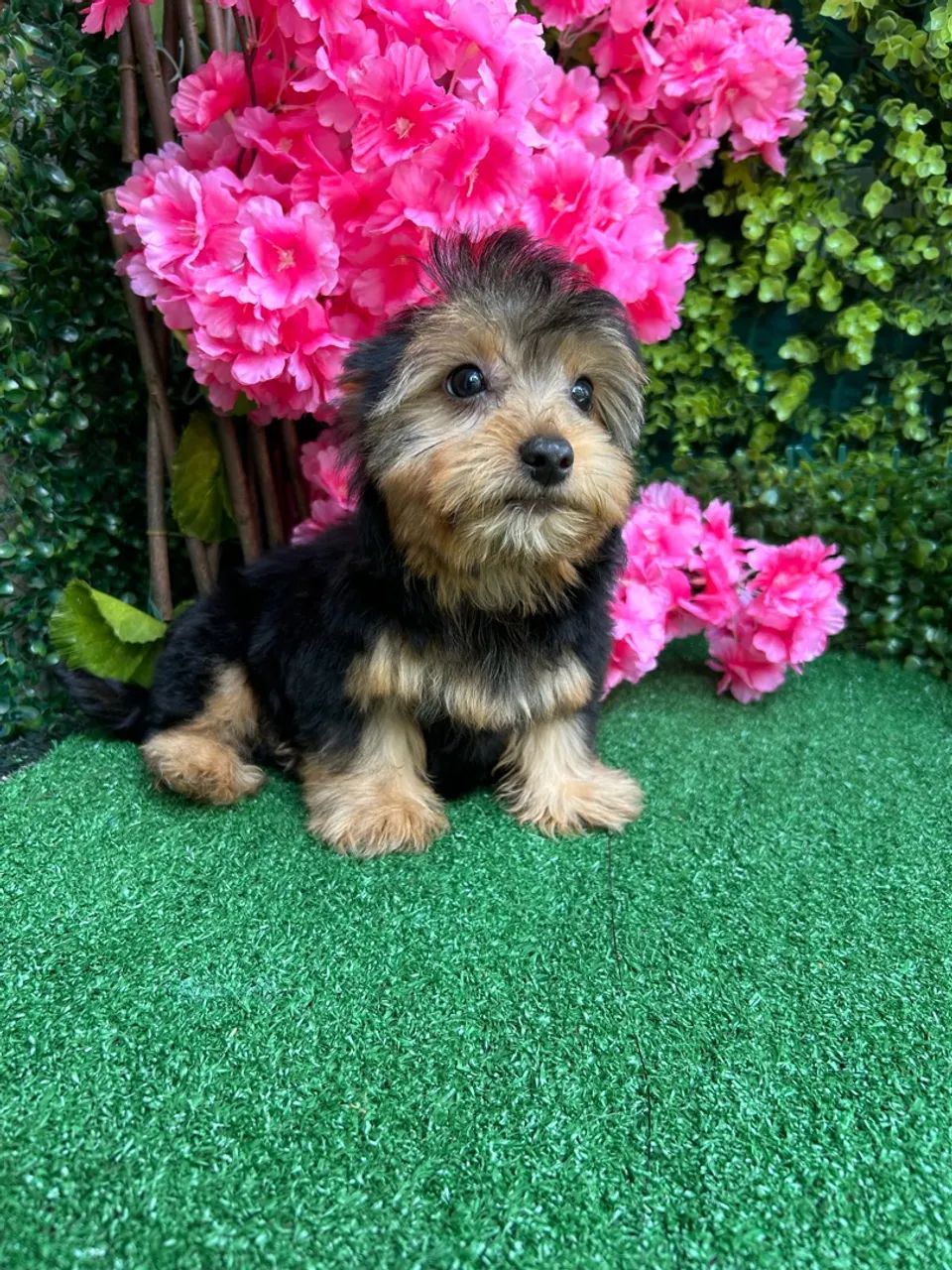 Yorshire Terrier (Mini ) Macho  - Foto 4