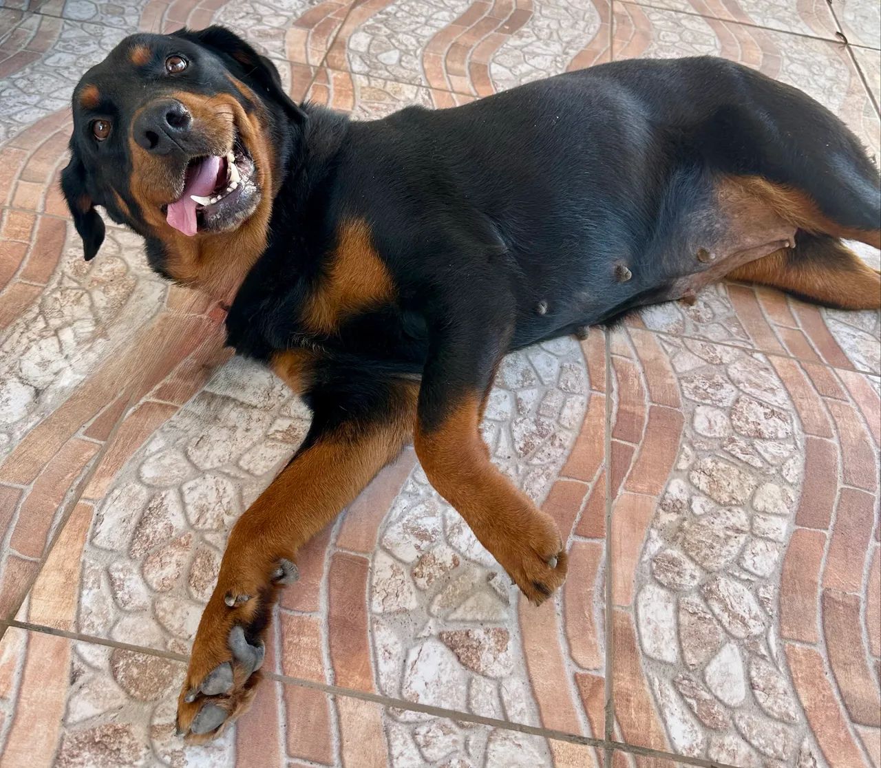 Filhote de rottweiler  - Foto 3