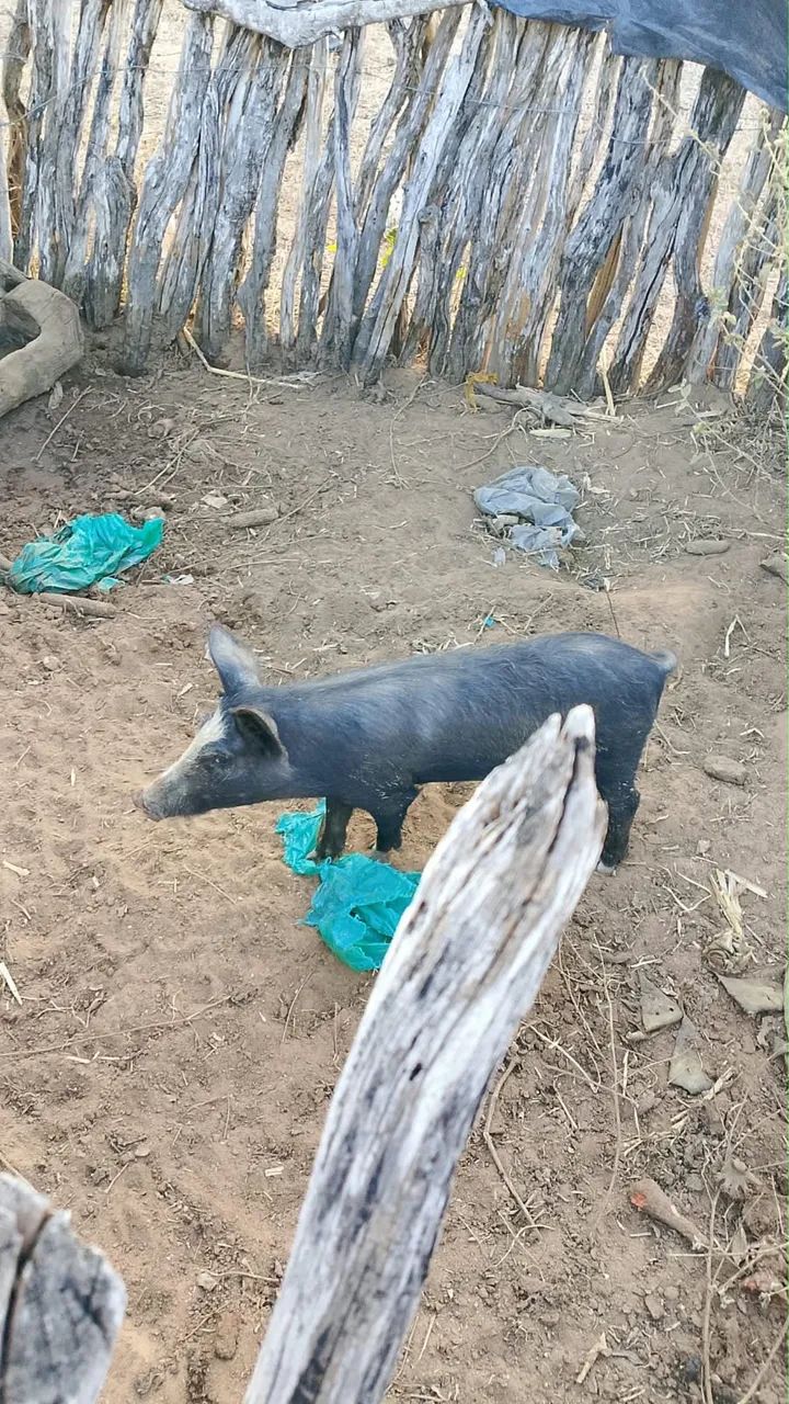 Porco 